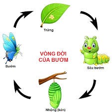 Khám phá vòng đời phát triển của bướm